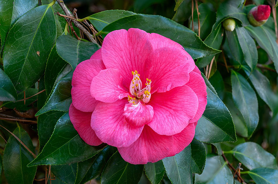 Camellia japonica - Viveros Jesús