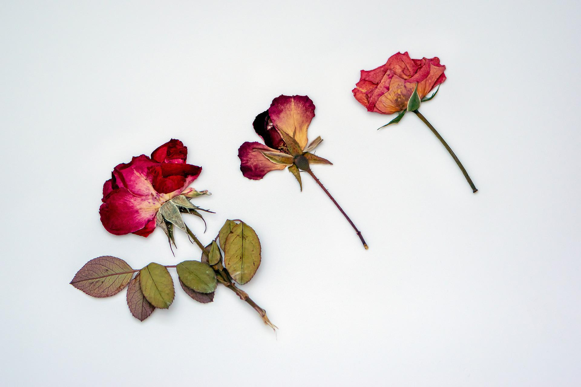 El arte de Oshibana: aprende a prensar flores