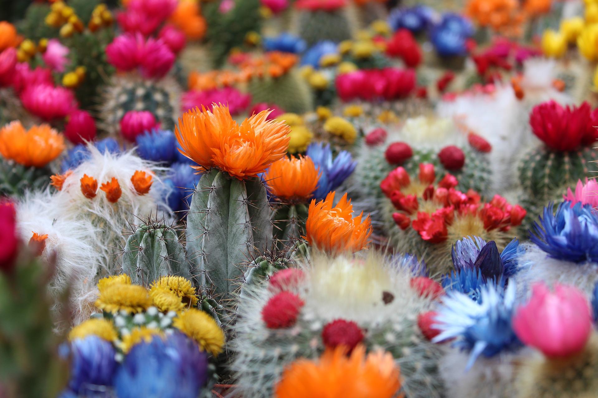Conoce los tipos de cactus que dan flores